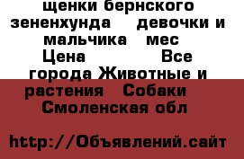 щенки бернского зененхунда. 2 девочки и 2 мальчика(2 мес.) › Цена ­ 22 000 - Все города Животные и растения » Собаки   . Смоленская обл.